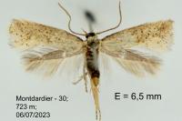 Elachista lugdunensis