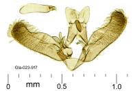 Elachista lugdunensis