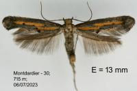 Ochromolopis ictella