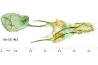 Anacampsis timidella