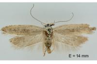 Anarsia bilbainella