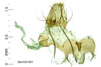 Anarsia bilbainella