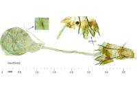 Anarsia bilbainella