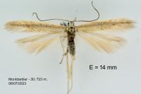 Megacraspedus lanceolellus