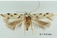 Parastenolechia nigrinotella
