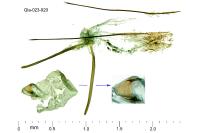 Parastenolechia nigrinotella