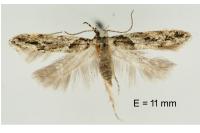 Recurvaria nanella