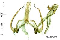 Recurvaria nanella