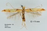 Caloptilia fribergensis