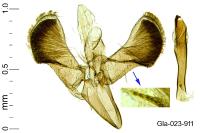 Caloptilia fribergensis