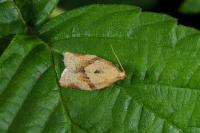 Clepsis consimilana