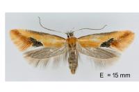 Batia lambdella