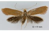 Crassa unitella