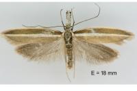 Pleurota aristella