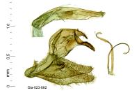 Pleurota aristella