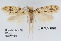 Eumasia parietariella