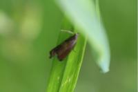 Dichrorampha
