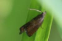 Dichrorampha