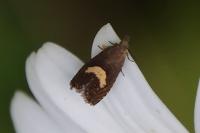 Dichrorampha petiverella