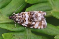 Olethreutes micana