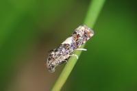 Epiblema