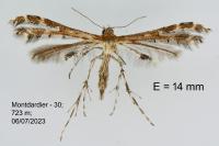 Capperia hellenica