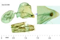 Capperia hellenica