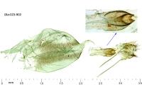 Cnaemidophorus rhododactylus