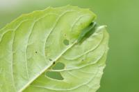 Acleris forsskaleana