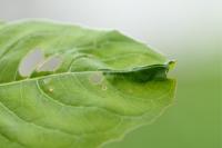 Acleris forsskaleana