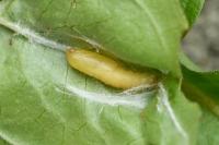 Acleris forsskaleana