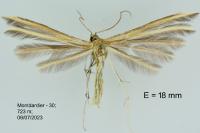 Merrifieldia spicidactyla