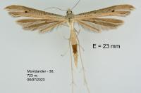 Stenoptilia pterodactyla