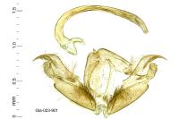 Stenoptilia pterodactyla