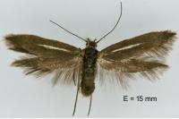 Scythris scorpionella