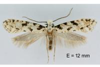 Nemapogon nevadellus