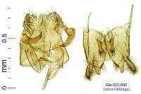 Nemapogon nevadellus