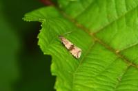 Celypha striana