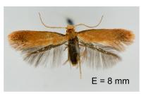 Tischeria decidua