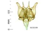 Tischeria decidua