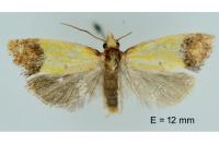 Agapeta zoegana