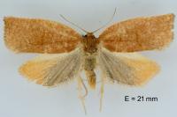 Archips rosana