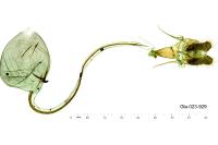 Archips rosana