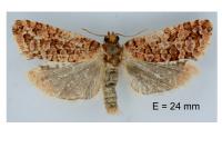 Lozotaeniodes formosana