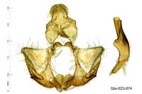 Lozotaeniodes formosana