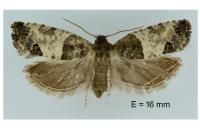 Spilonota ocellana