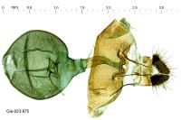 Spilonota ocellana