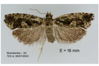 Zeiraphera isertana