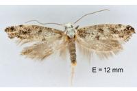 Paraswammerdamia albicapitella