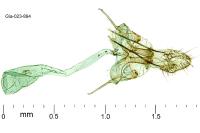 Paraswammerdamia albicapitella
